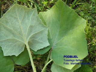 Podbjel, podbijel, Tussilago farfara
