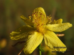 makro kantarion flos