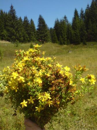 kantarion i planinarska kuća