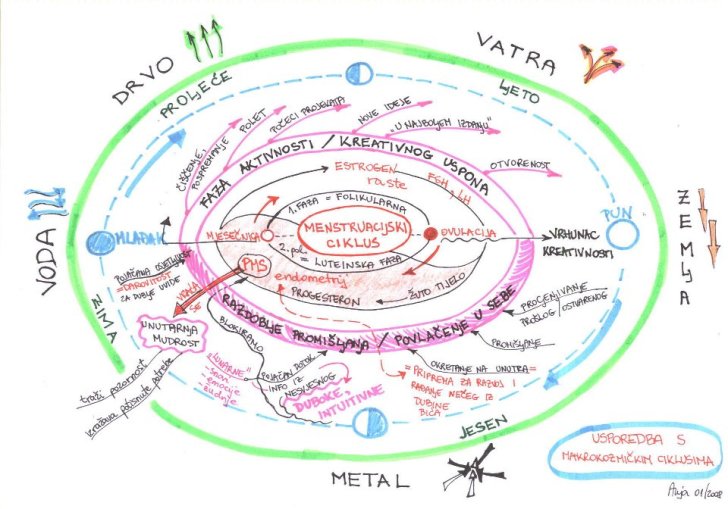 menstruacijski ciklus