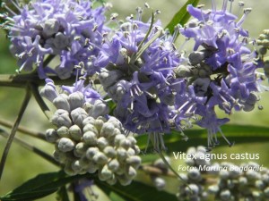 vitex agnus castus