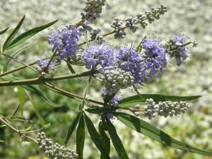 vitex agnus castus
