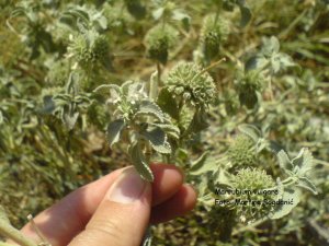 marulja, macina trava