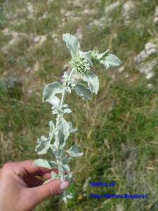 marulja, macina trava