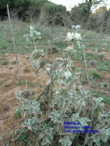 marulja, macina trava