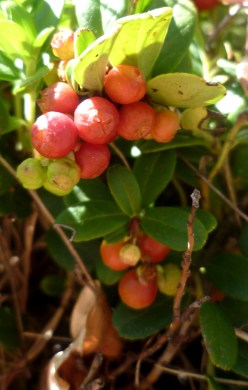 medvjetka,  Arctostaphylos uva ursi