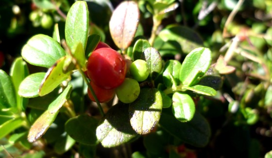 medvjetka,  Arctostaphylos uva ursi