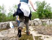 početak bjega od  pčela