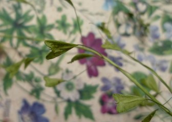 rusomača, capeslla bursa pastoris