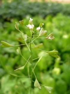 rusomača, Capsella bursa pastoris