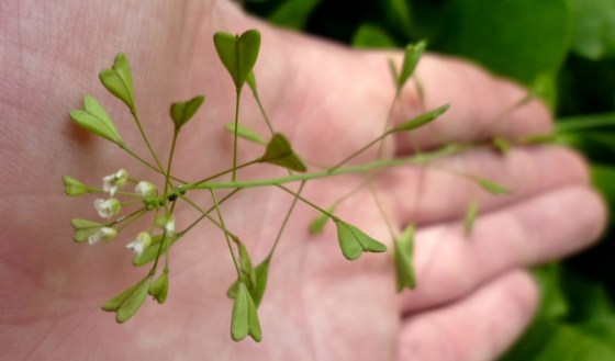 rusomača, Capsella bursa pastoris