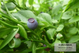 borovnica 