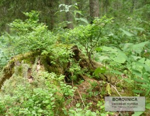 borovnica2