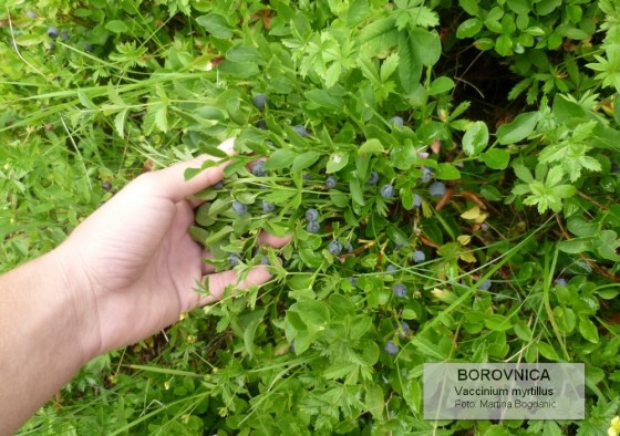 borovnica