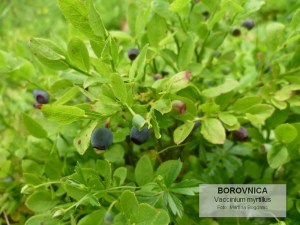borovnicaa
