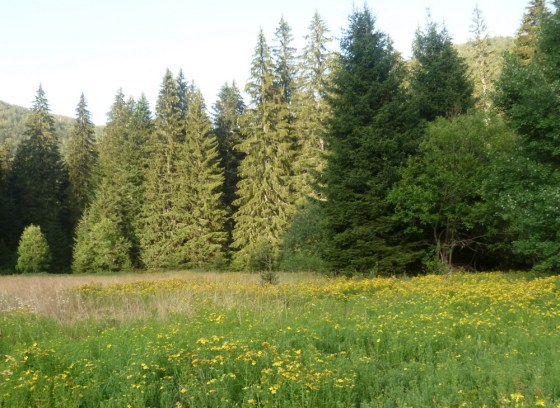 velebitska šuma ljeti