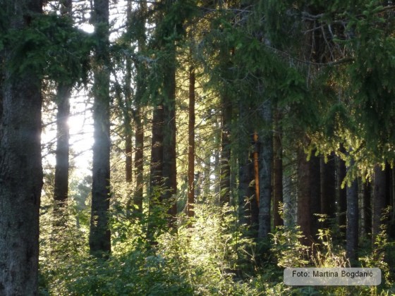 velebitska šuma ljeti