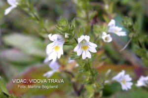 Euphrasia rostkoviana