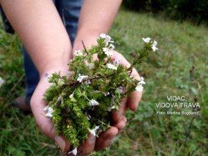 vidac, Euphrasia rostkoviana