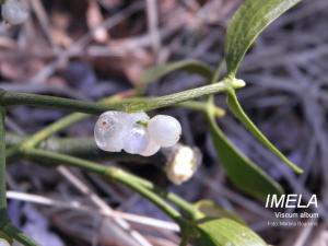 viscum album, imela