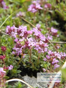 Thymus serpyllum