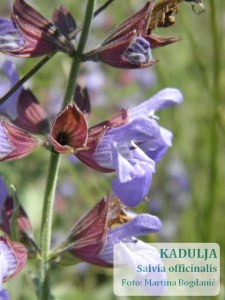 Salvia officinalis
