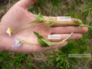 ljubičica maćuhica