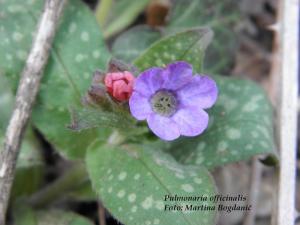 plučnjak, plućnjak