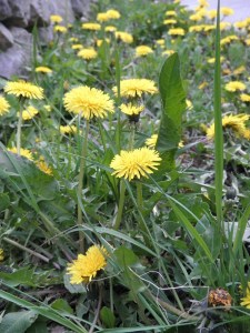 Taraxacum officinale
