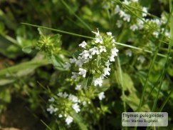 majčina dušica, T. pulegium, bijela