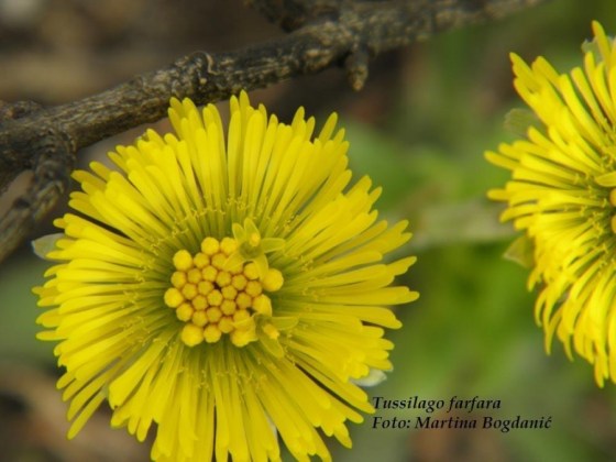 podbjel, Tussilago farfara
