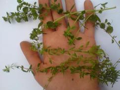 majčina dušica uskolisna i pulegium