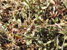 majčina dušica u zimsko doba