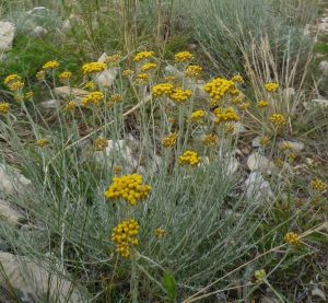 helichrysum italicum habitus