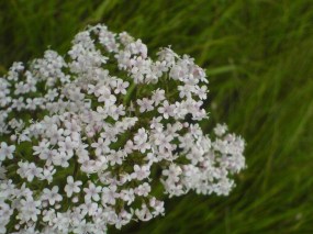 valeriana officinalis