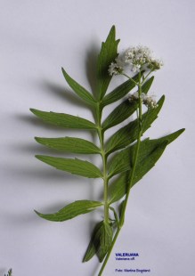 valerijana