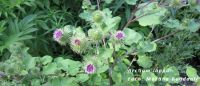 Čičak, Arctium lappa