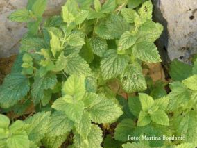 copy of divlji matičnjak