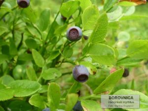 borovnica1