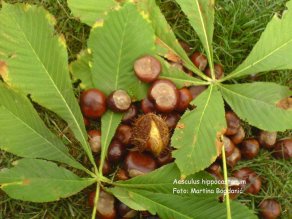 krvožilni-divlji kesten
