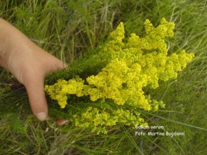 krvožilni-ivanjsko cvijeće2