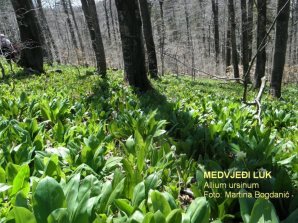 krvožilni-medvjeđi luk