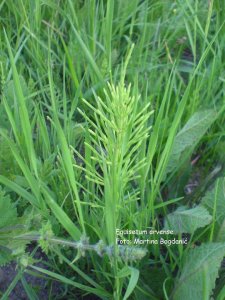 krvožilni-preslica1