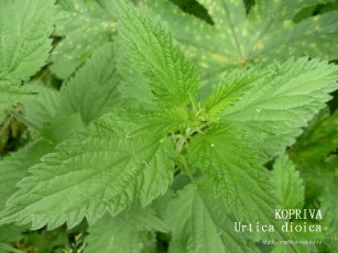 kopriva