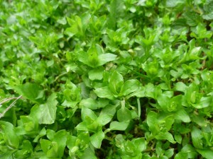 Mišjakinja, crijevac, Stellaria media