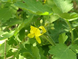 Rosopas, Chelidonium Maius L.
