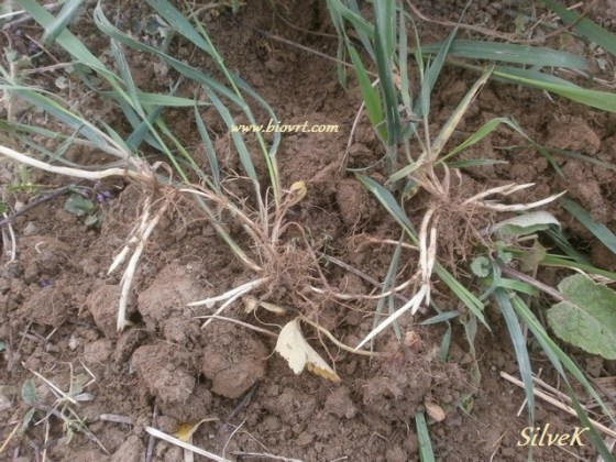 pirika, Agropyron repens