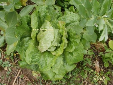 salata_ljetna_krhkolisna