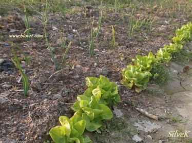 zimska_salata_i_cesnjak-silvek-biovrt