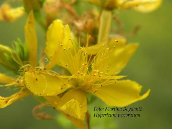 Hypericum perforatum, flos